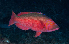 Bodianus scrofa