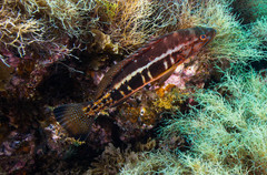 Serranus atricauda