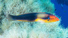 Blacktail Rainbow Wrasse - Photo (c) Bernat Garrigós, some rights reserved (CC BY-NC), uploaded by Bernat Garrigós