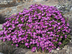 Esterhuysenia alpina