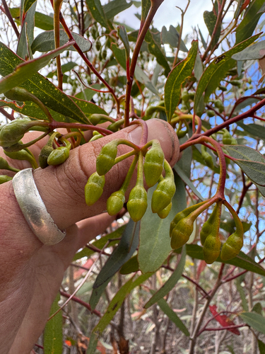 Cap-fruited Mallet (Eucalyptus dielsii)