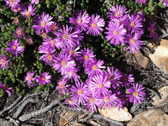 Esterhuysenia alpina