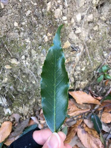 Quercus salicina iNat (2)