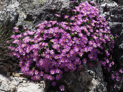 Esterhuysenia alpina
