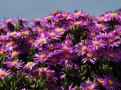 Esterhuysenia alpina