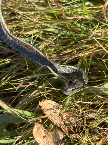 Northwestern Garter Snake