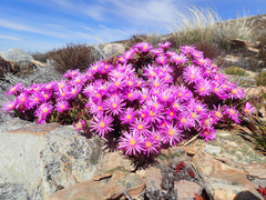 Esterhuysenia alpina