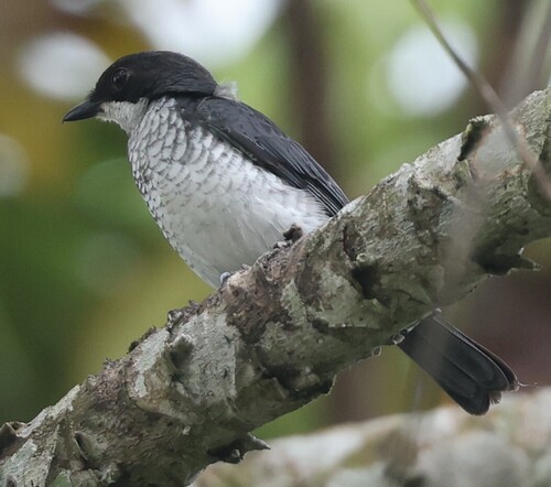 iNaturalist image