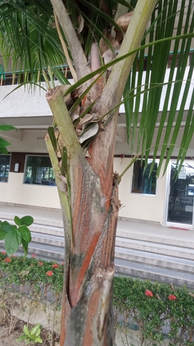 Dypsis lutescens iNat (3)