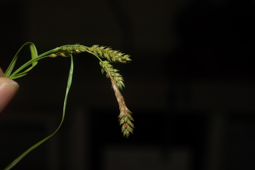 Carex peiktusanii iNat (3)