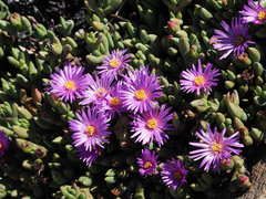 Esterhuysenia alpina