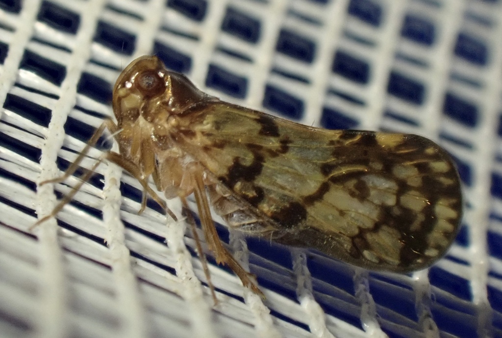 Pintalia falcata