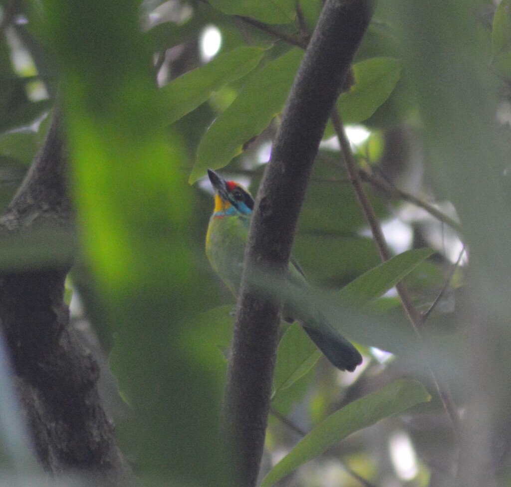 Black-browed Barbet (Psilopogon oorti)