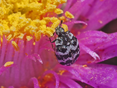 Anthrenus albostictus