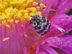 Anthrenus albostictus