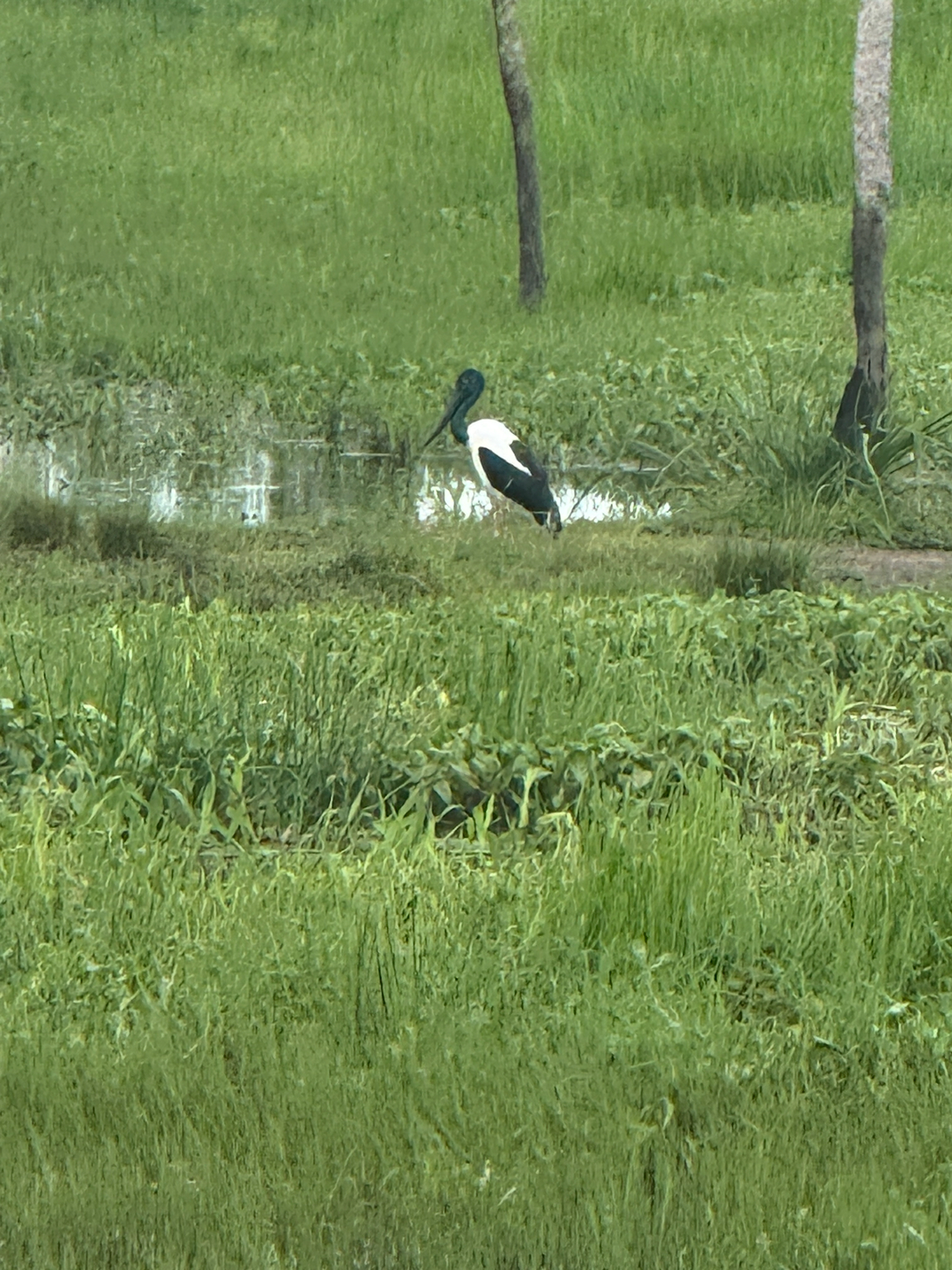 Black-necked Stork (Ephippiorhynchus asiaticus), photo 8