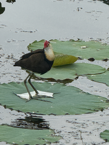 Comb-crested Jacana (Irediparra gallinacea), photo 4