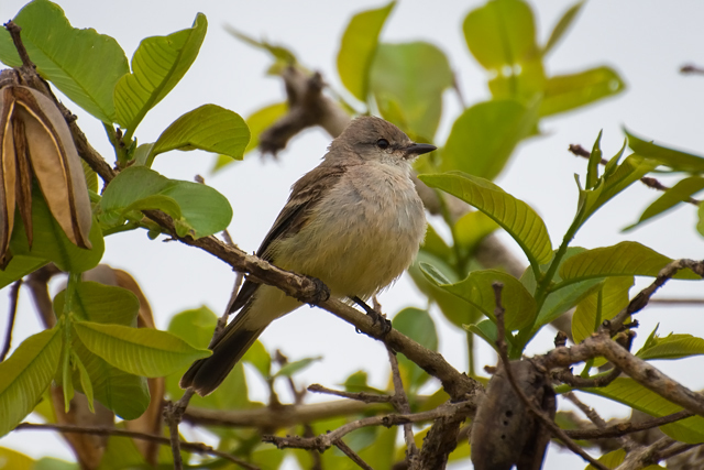 Chapada Flycatcher (Guyramemua affine) photo