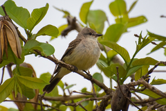 Chapada Flycatcher photo 1