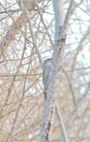 Grey-headed Woodpecker