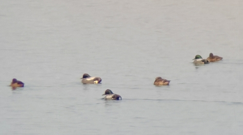 Falcated Duck