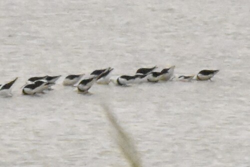 Banded Stilt (Cladorhynchus leucocephalus), photo 4