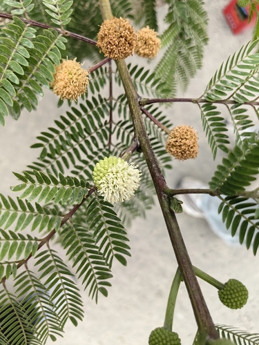 White leadtree