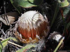 Protea scabriuscula