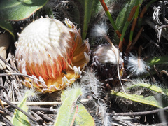 Protea scabriuscula