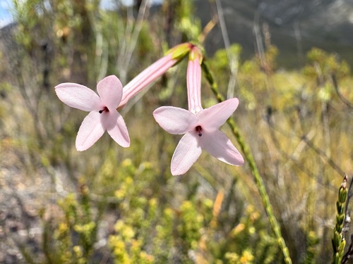 Jasmine Heath (Erica jasminiflora)