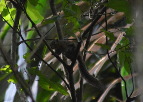 Callosciurus nigrovittatus