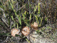 Protea scabriuscula