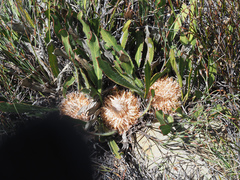 Protea scabriuscula