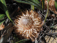 Protea scabriuscula