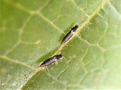 Heliothrips haemorrhoidalis