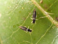 Heliothrips haemorrhoidalis