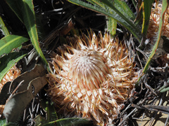 Protea scabriuscula