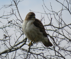 Buteo jamaicensis fuertesi