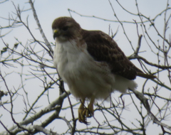 Buteo jamaicensis fuertesi