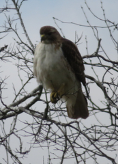 Buteo jamaicensis fuertesi