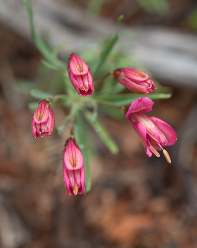 Alstroemeria presliana, photograph 4