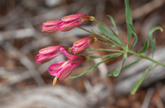 Alstroemeria presliana, photograph (c) Morten Ross, some rights reserved (CC BY)