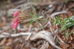Alstroemeria presliana, photograph (c) Morten Ross, some rights reserved (CC BY)