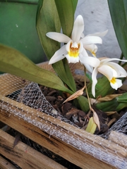 Coelogyne flaccida