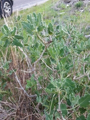 Salvia dominica