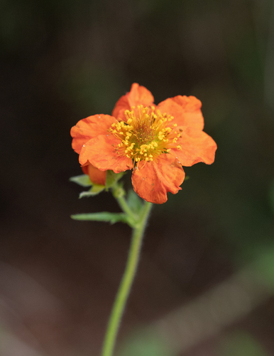 Chiloe Avens (Geum quellyon)