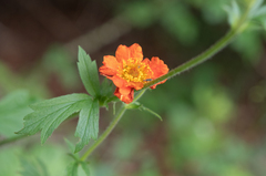 Geum quellyon, photograph Morten Ross, CC BY, iNaturalist via GBIF