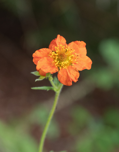 Geum quellyon, photograph 1