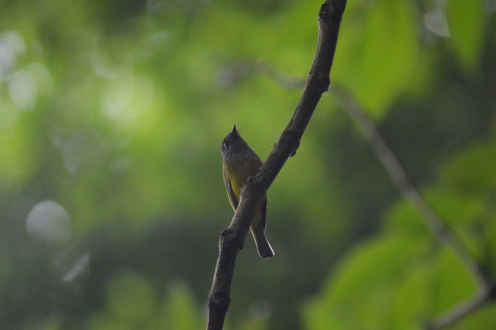 Sikatan kepala-abu (Culicicapa ceylonensis)