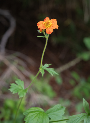 Geum quellyon, photograph 4
